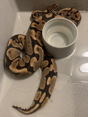 animal image