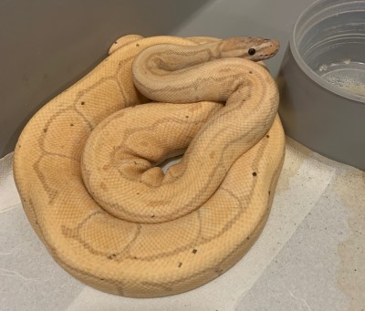 animal image