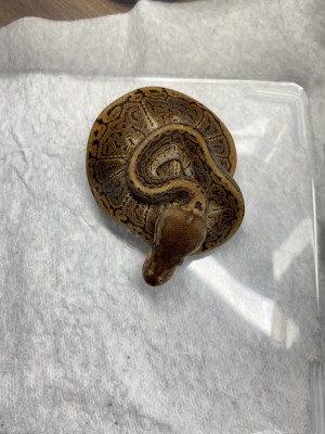 animal image