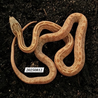 animal image