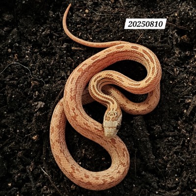 animal image