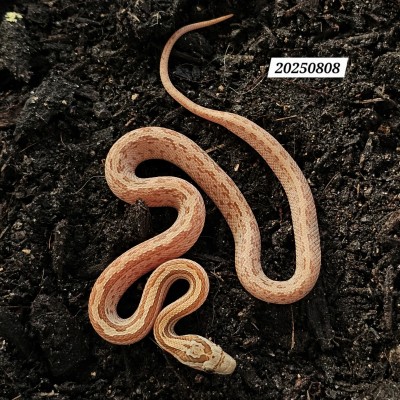 animal image