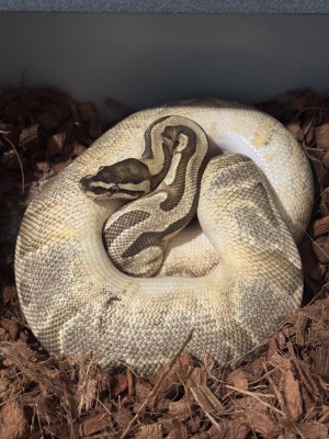 animal image