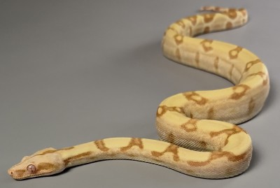 animal image