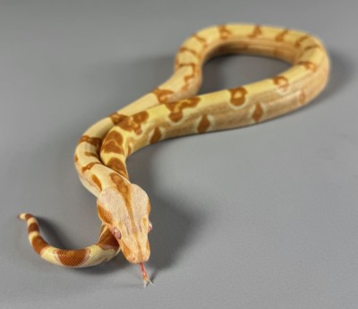 animal image