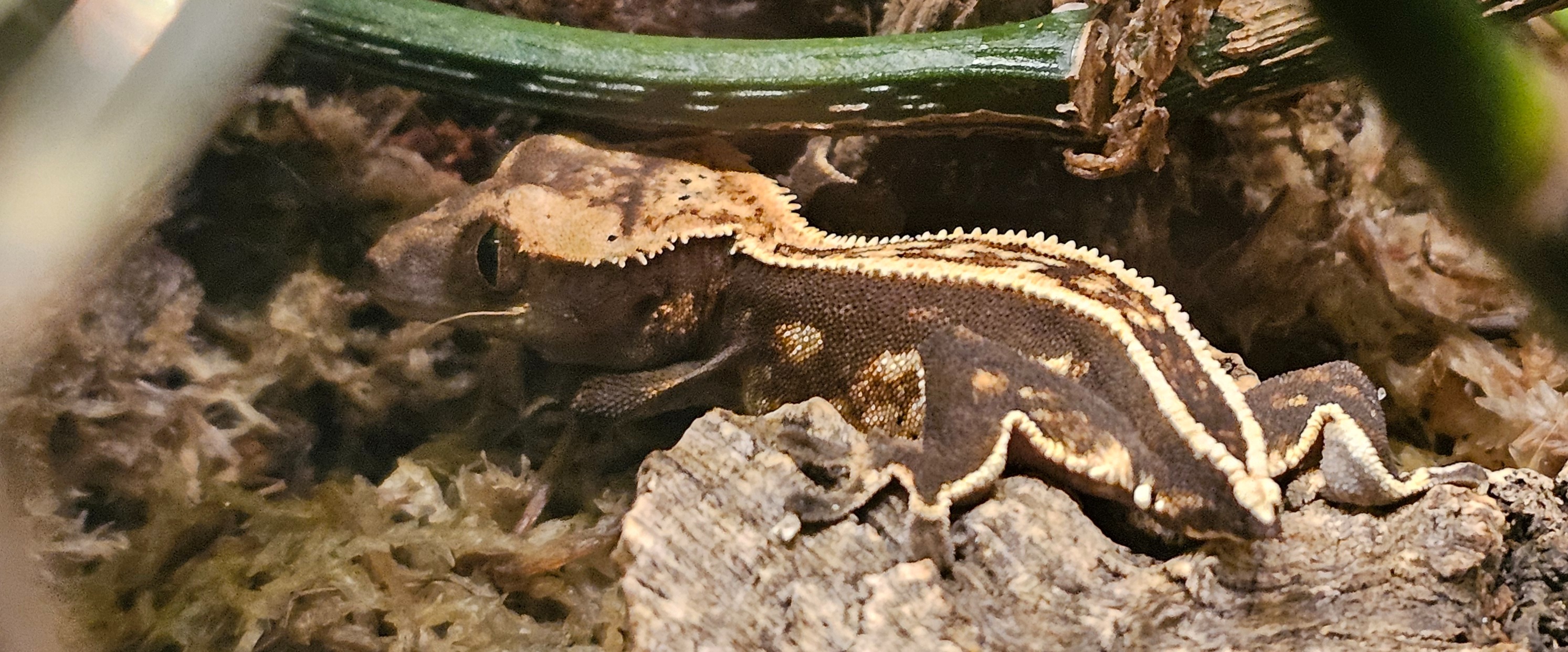 Vulkan