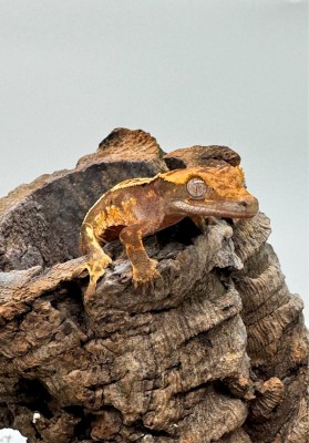 animal image