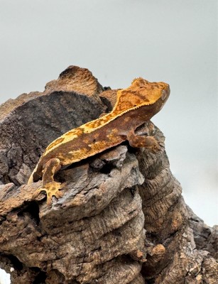 animal image