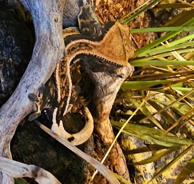 animal image