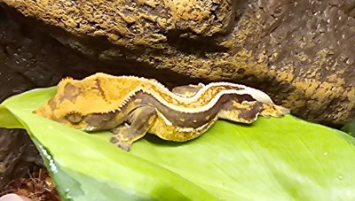 animal image