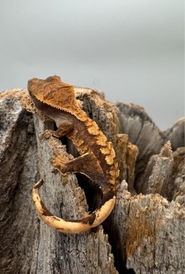 animal image