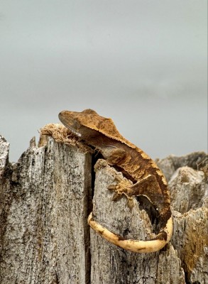 animal image