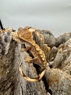 animal image