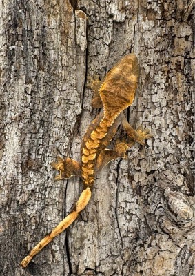 animal image