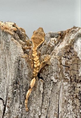 animal image