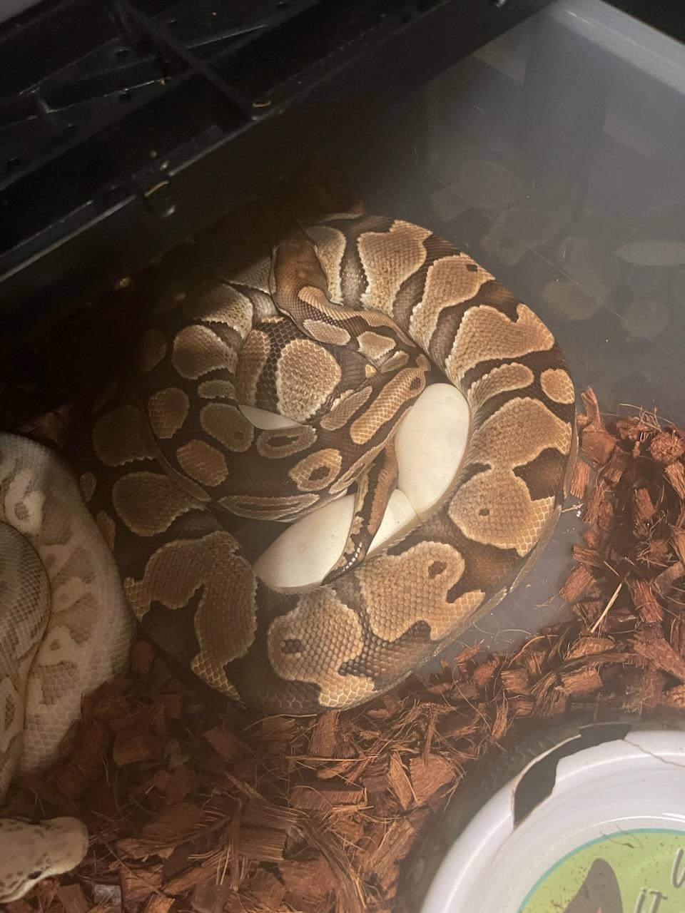 Hera