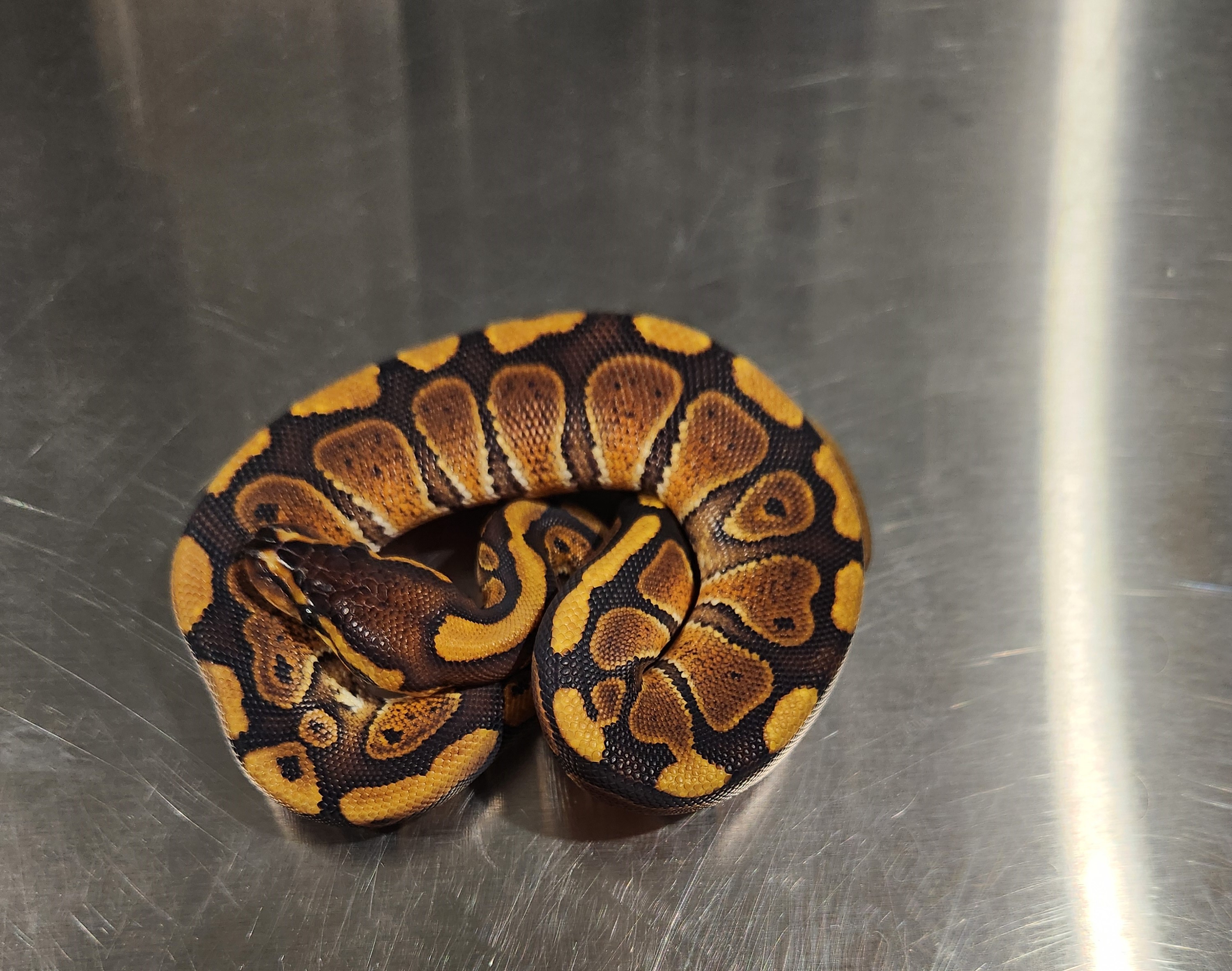 Redstripe Het Clown poss Het Hypo