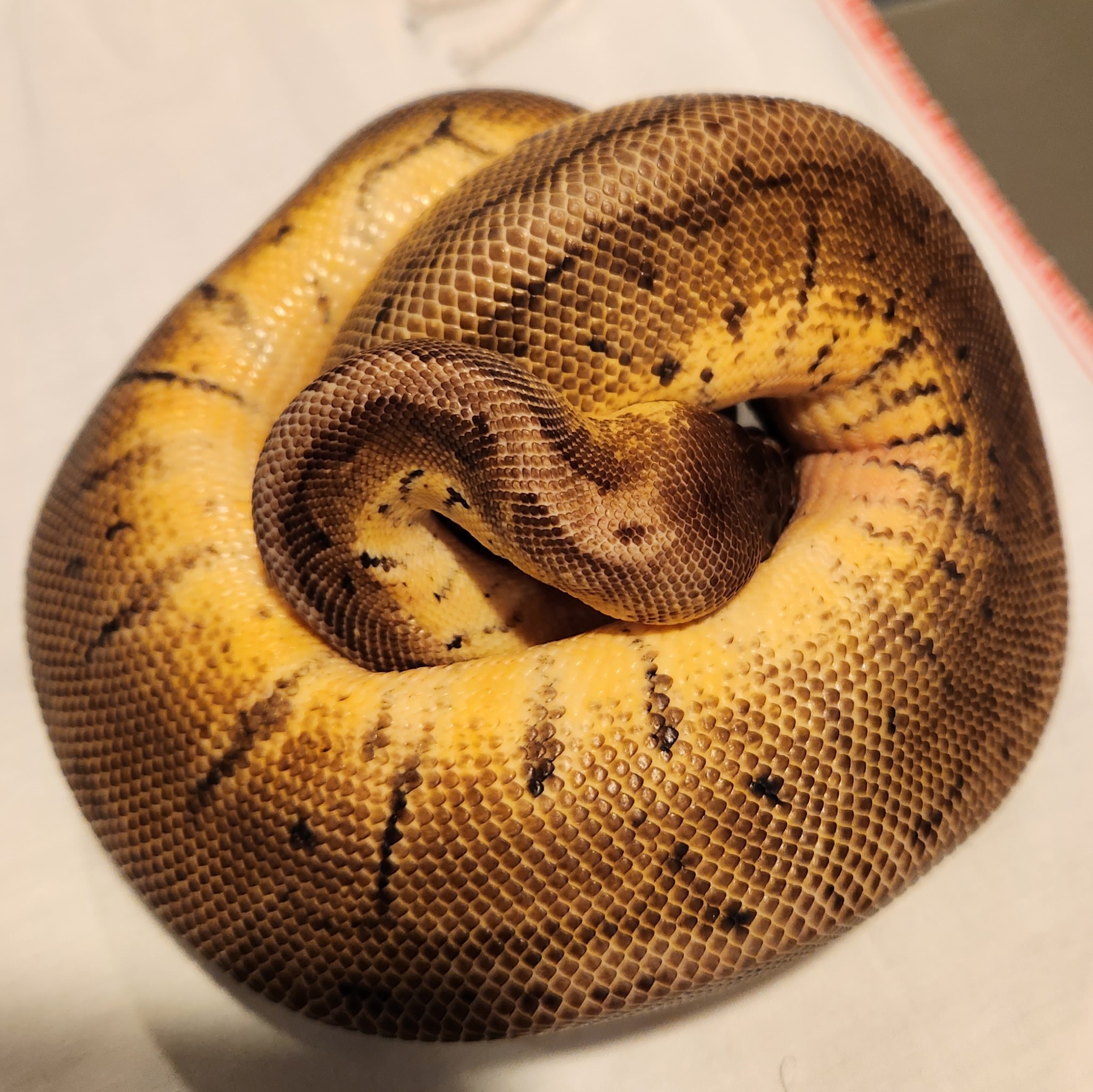 animal image