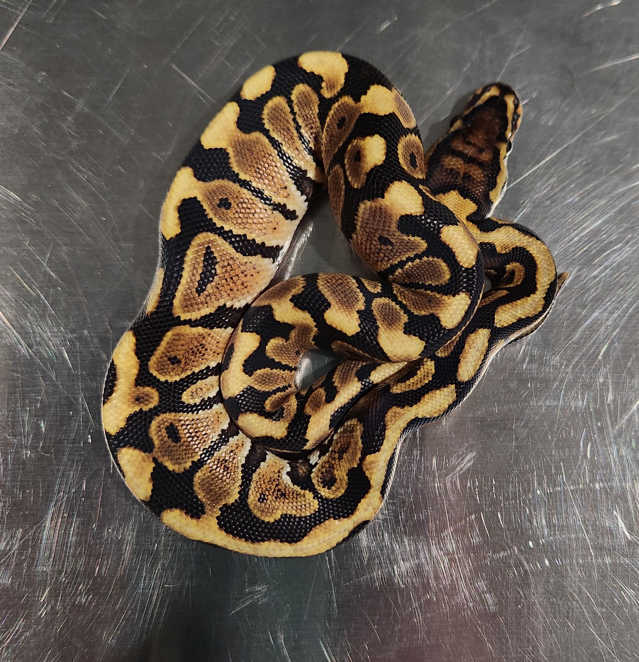 Spotnose (RS) Het Clown poss het hypo