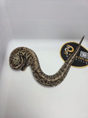 animal image