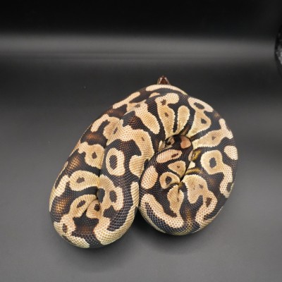 animal image