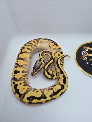 animal image