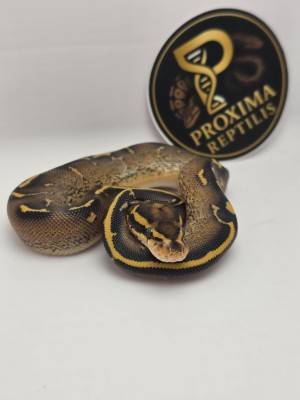 animal image