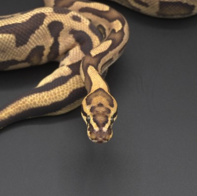 animal image