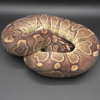 animal image