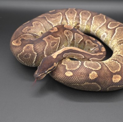 animal image