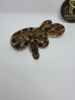animal image