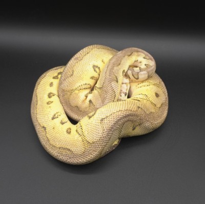 animal image