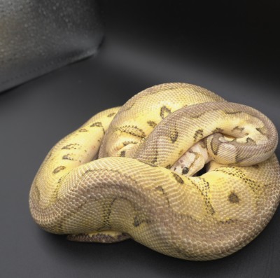 animal image