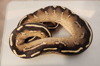 animal image