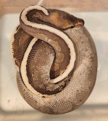 animal image