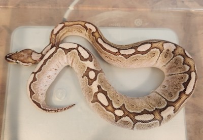 animal image