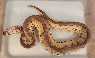 animal image