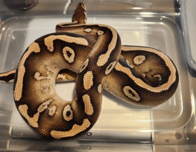 animal image