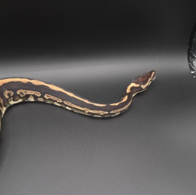 animal image