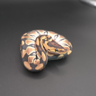animal image