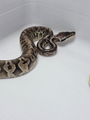 animal image