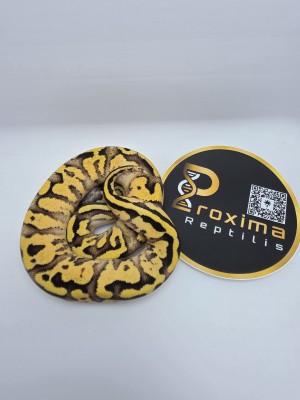 animal image