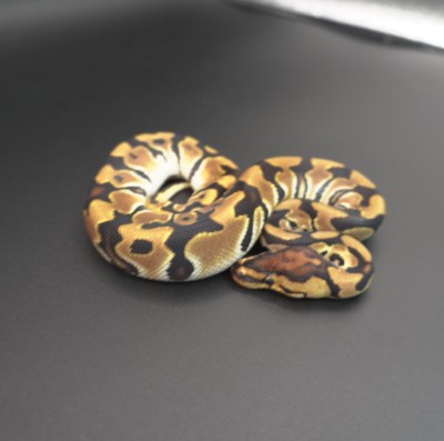 animal image