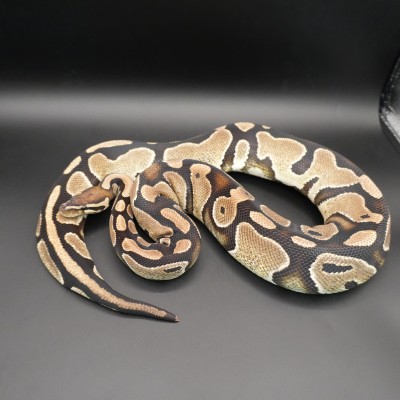 animal image