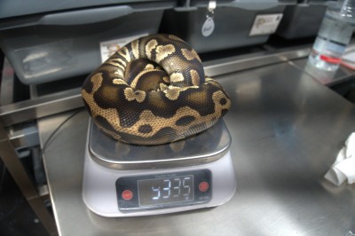 animal image