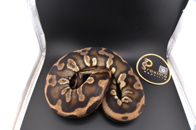 animal image