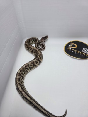 animal image