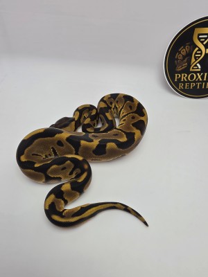 animal image