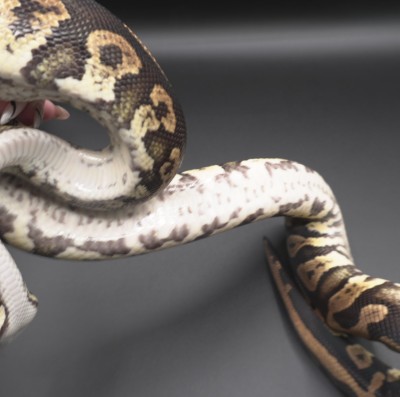 animal image