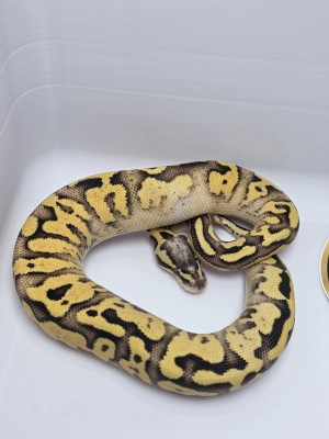 animal image